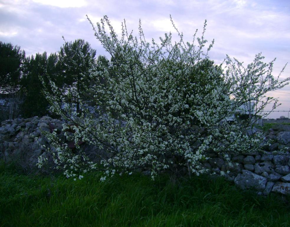 Masseria Cassiere Mottola Exterior photo